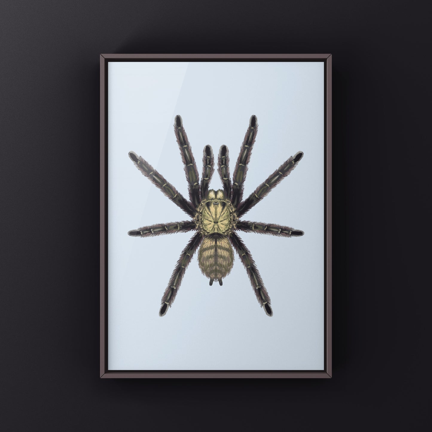 Caribbean Diamond Tarantula Art Print (Tapinauchenius rasti) from The Silk Ranch