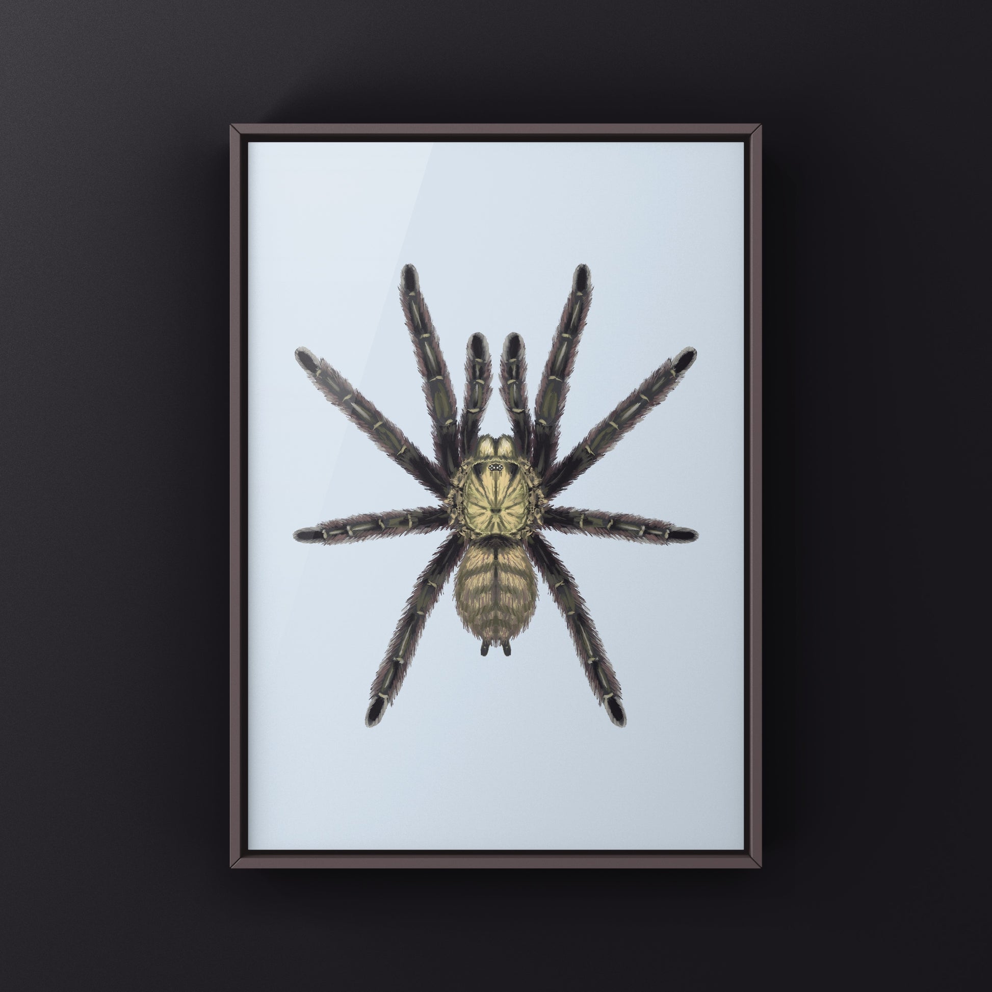 Caribbean Diamond Tarantula Art Print (Tapinauchenius rasti) from The Silk Ranch
