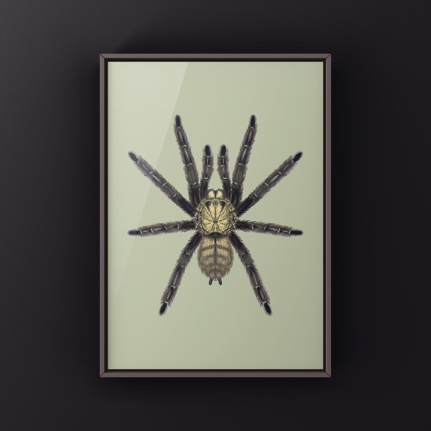 Caribbean Diamond Tarantula Art Print (Tapinauchenius rasti) from The Silk Ranch
