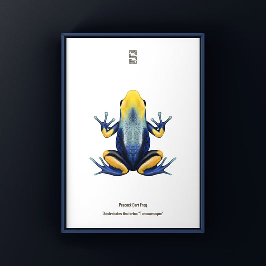 Peacock Dart Frog Art Print (Dendrobates tinctorius "Tumucumaque") from The Silk Ranch