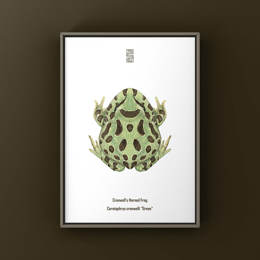 Green Pacman Frog Art Print (Ceratophrys cranwelli) from The Silk Ranch