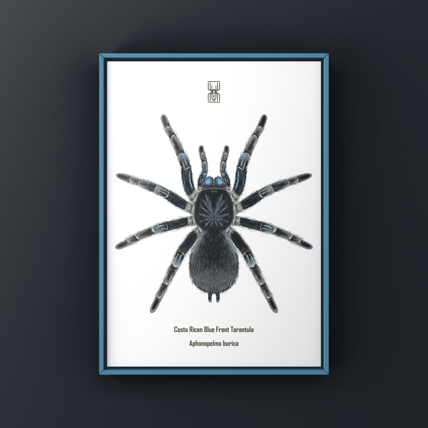 Blue front tarantula art print featuring Aphonopelma burica, showcasing detailed illustration of Costa Rican tarantula by The Silk Ranch.