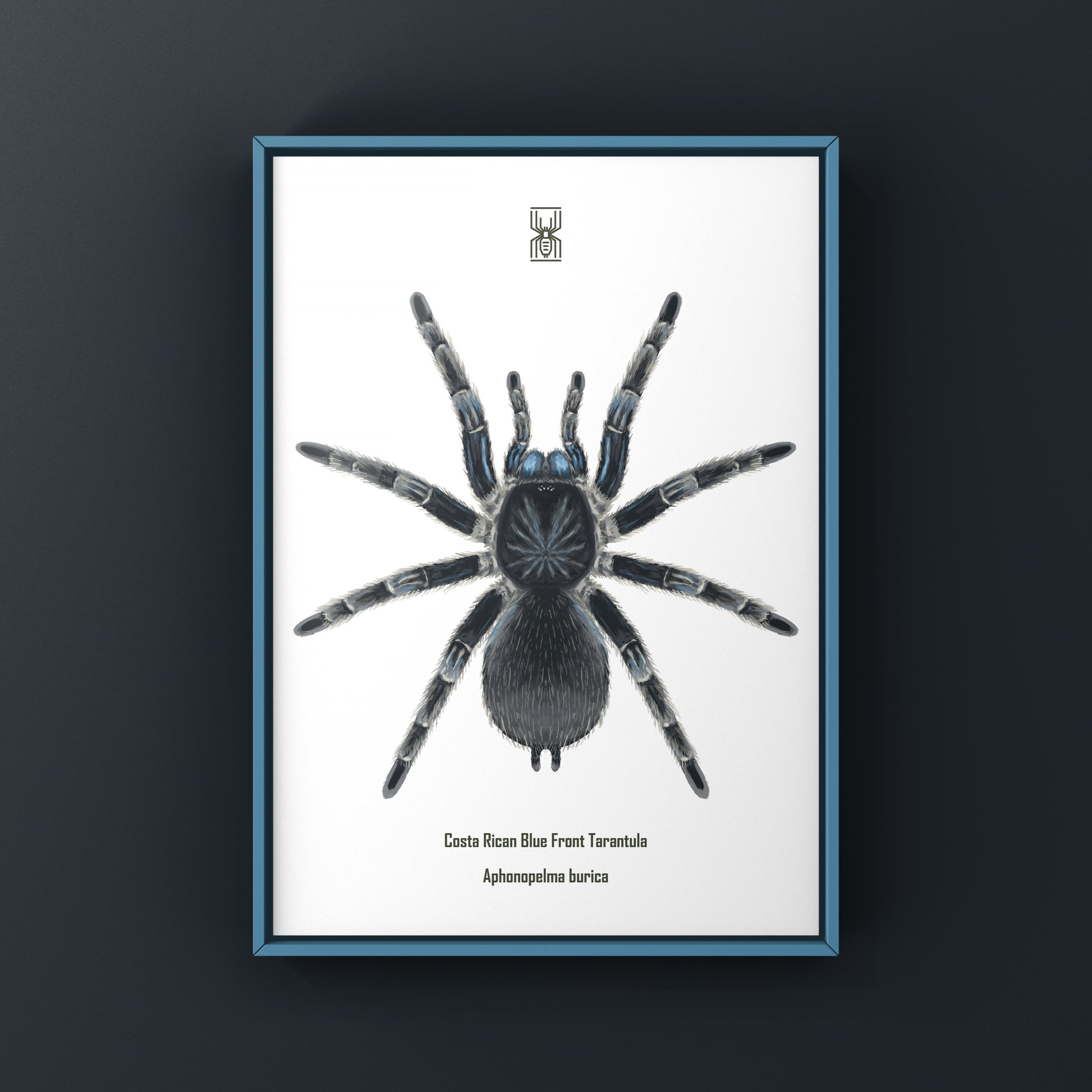 Blue front tarantula art print featuring Aphonopelma burica, showcasing detailed illustration of Costa Rican tarantula by The Silk Ranch.