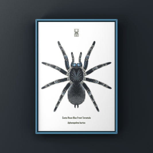 Costa Rican Blue Front Tarantula Art Print (Aphonopelma burica) from The Silk Ranch