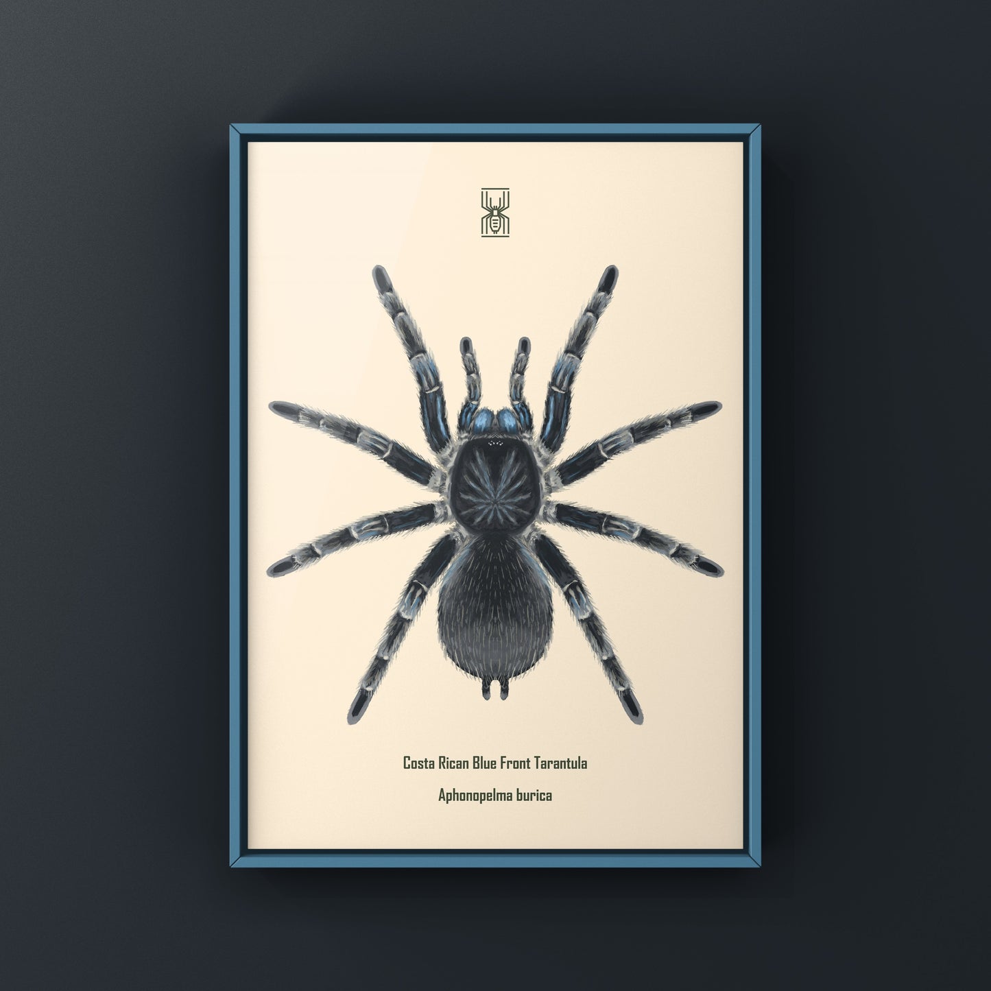 Blue Front Tarantula art print featuring Aphonopelma burica from The Silk Ranch, showcasing detailed blue and black arachnid illustration.
