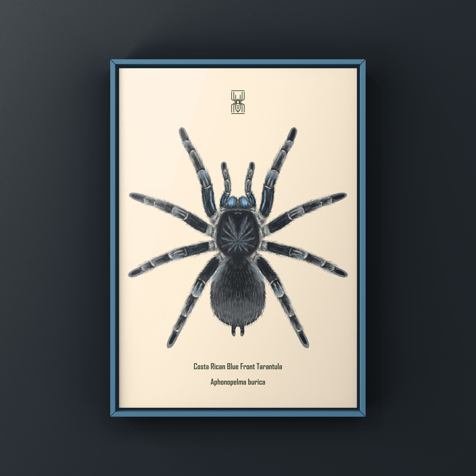 Blue Front Tarantula art print featuring Aphonopelma burica from The Silk Ranch, showcasing detailed blue and black arachnid illustration.