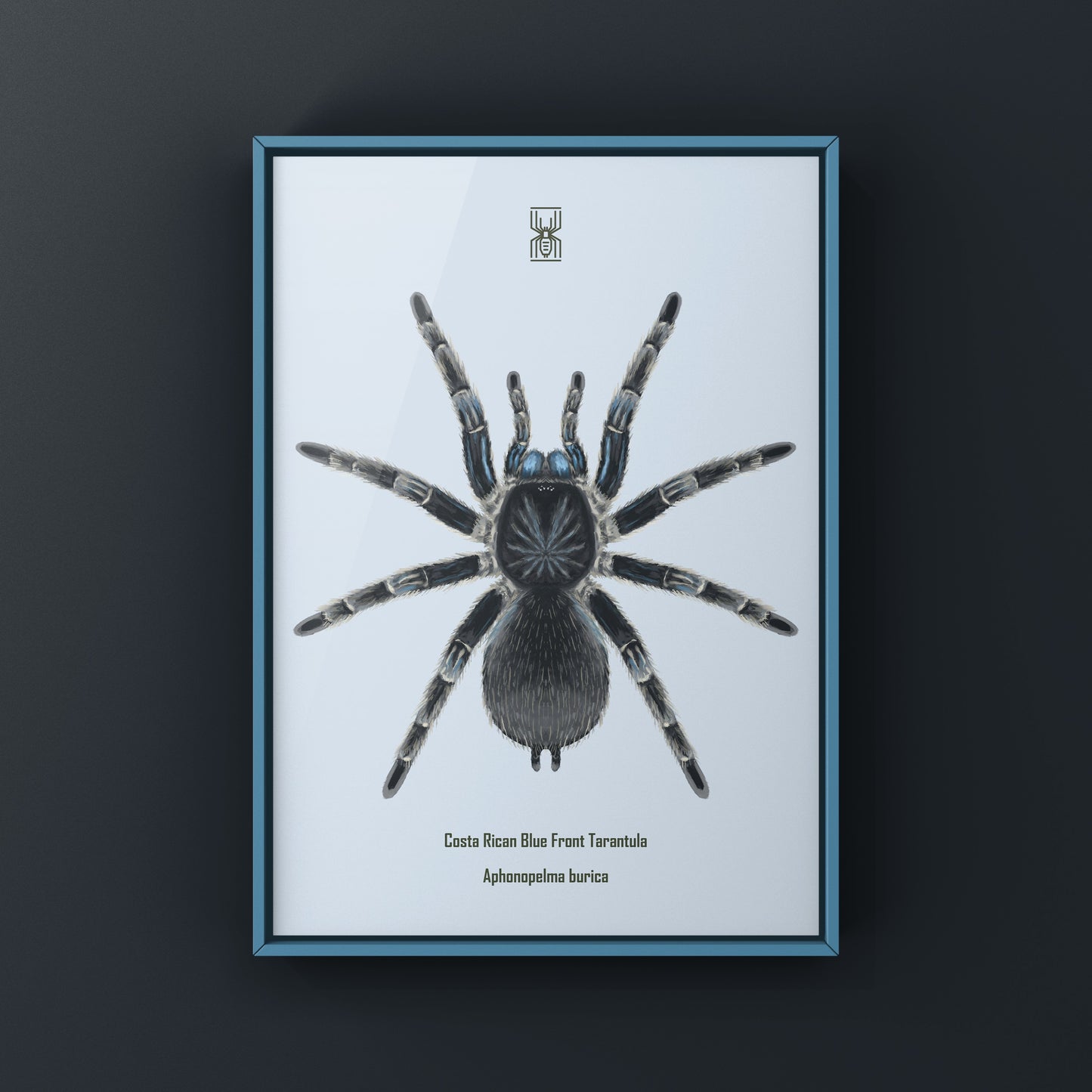 Costa Rican Blue Front Tarantula art print by The Silk Ranch featuring detailed illustration of Aphonopelma burica on neutral background