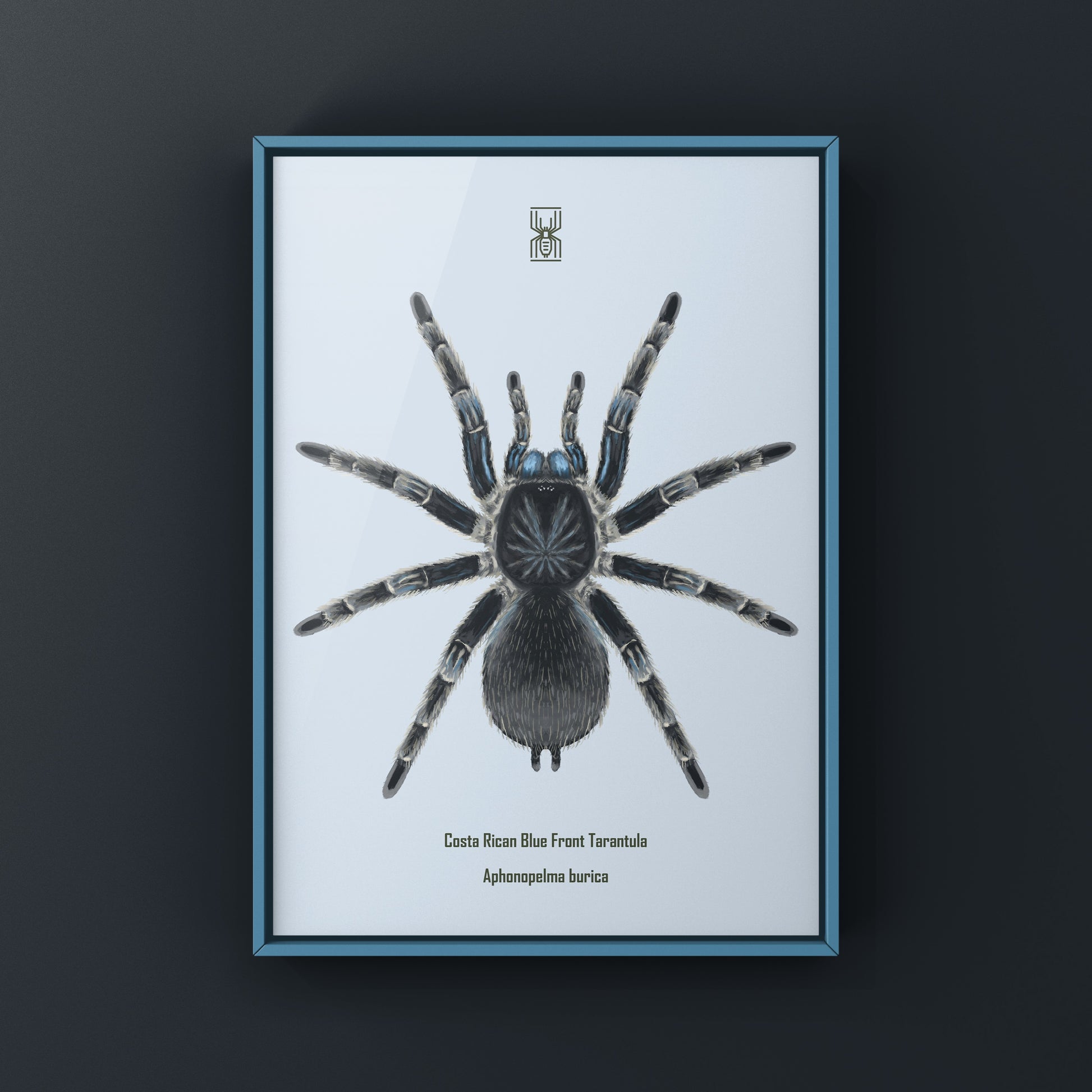 Costa Rican Blue Front Tarantula art print by The Silk Ranch featuring detailed illustration of Aphonopelma burica on neutral background