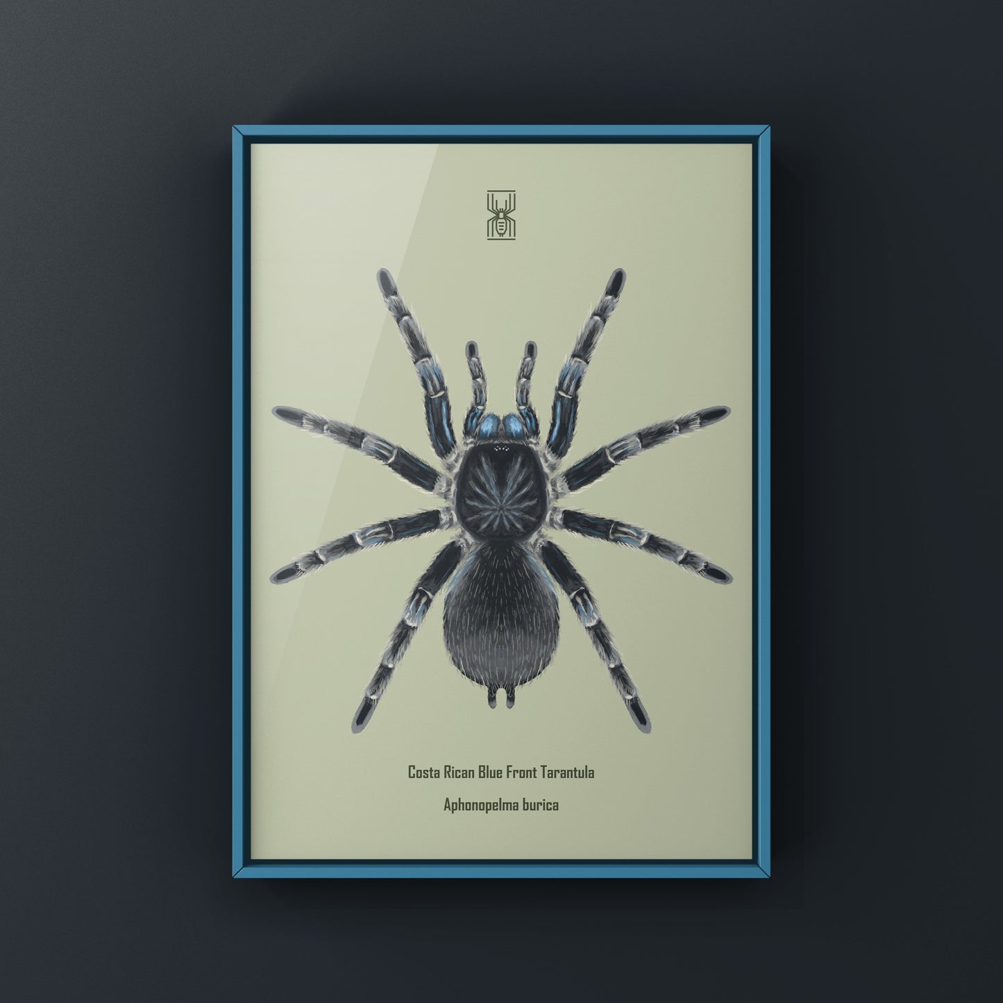Costa Rican Blue Front Tarantula art print featuring a detailed illustration of Aphonopelma burica by The Silk Ranch