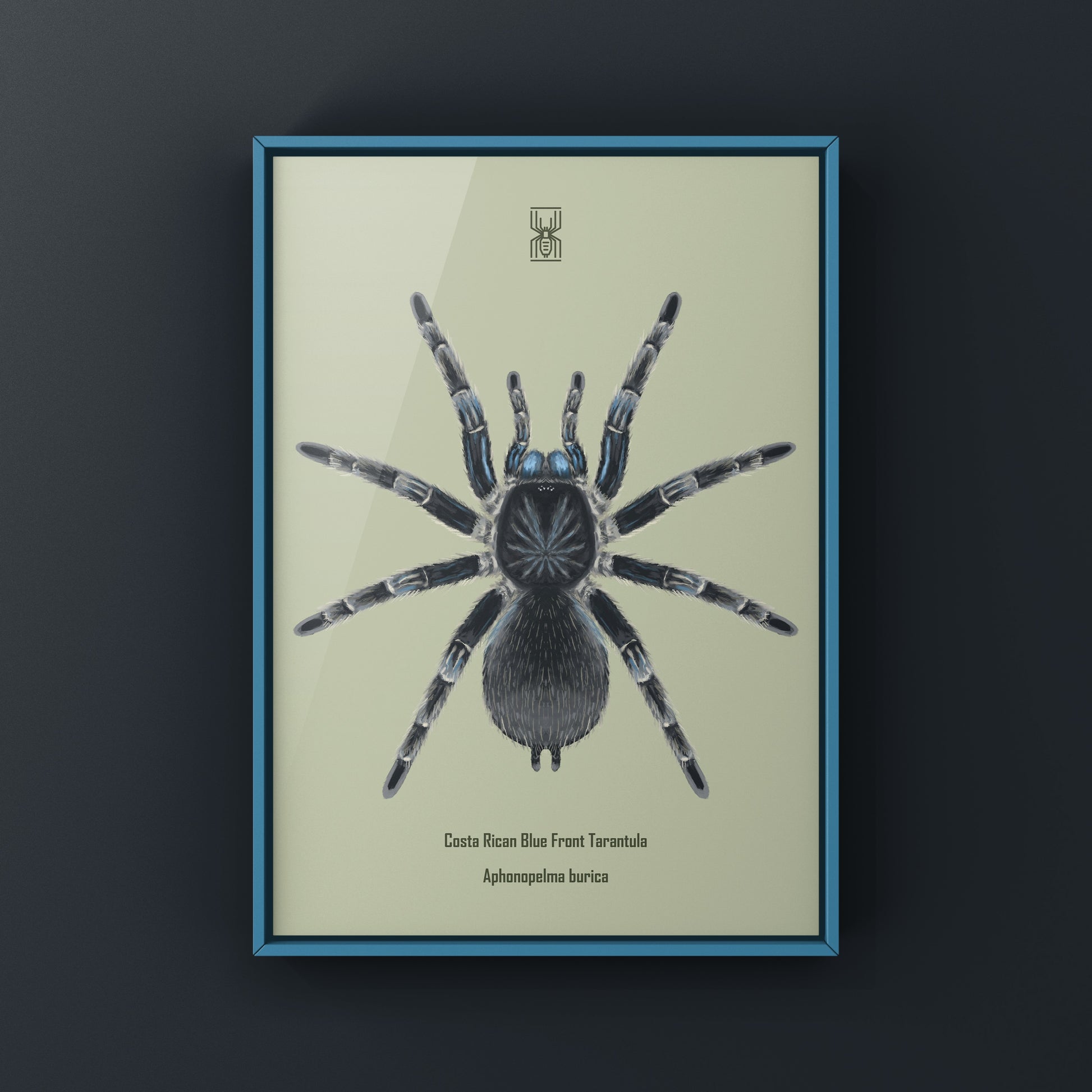 Costa Rican Blue Front Tarantula art print featuring a detailed illustration of Aphonopelma burica by The Silk Ranch