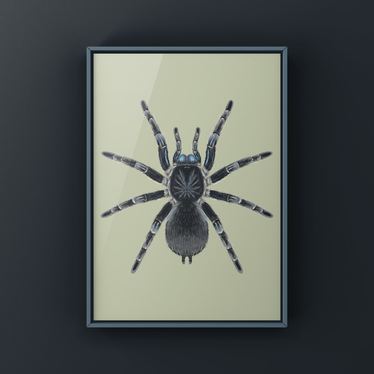 Costa Rican Blue Front Tarantula art print featuring the Aphonopelma burica spider, created by The Silk Ranch.