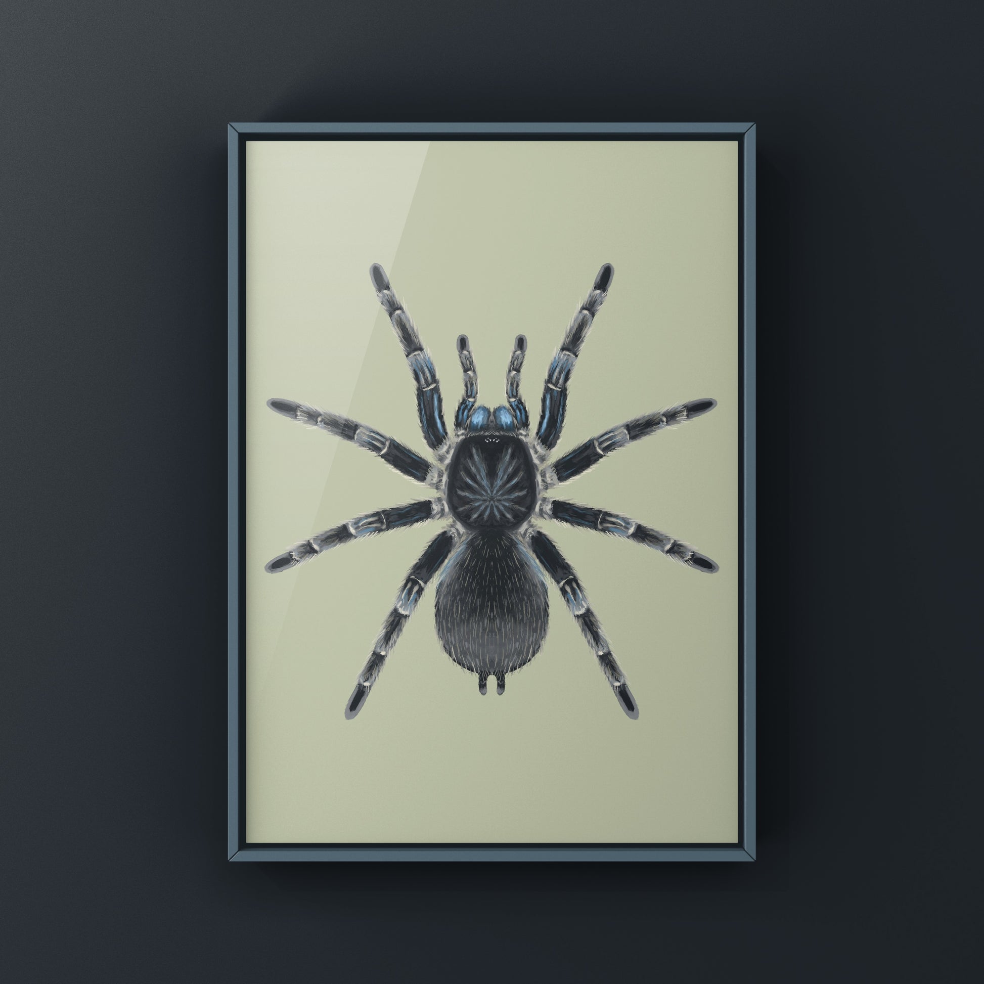 Costa Rican Blue Front Tarantula art print featuring the Aphonopelma burica spider, created by The Silk Ranch.