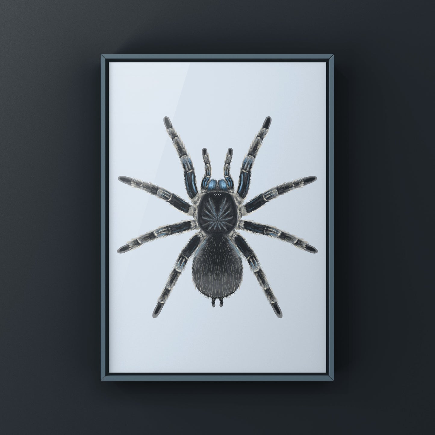 Costa Rican Blue Front Tarantula art print by The Silk Ranch, featuring detailed illustration of Aphonopelma burica on textured paper.