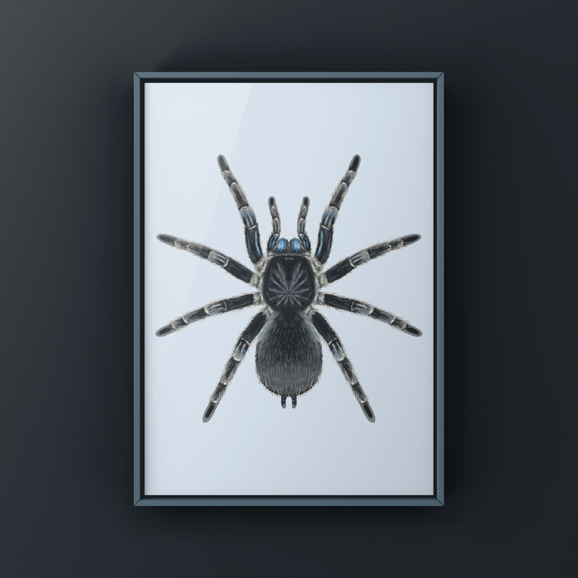 Costa Rican Blue Front Tarantula art print by The Silk Ranch, featuring detailed illustration of Aphonopelma burica on textured paper.