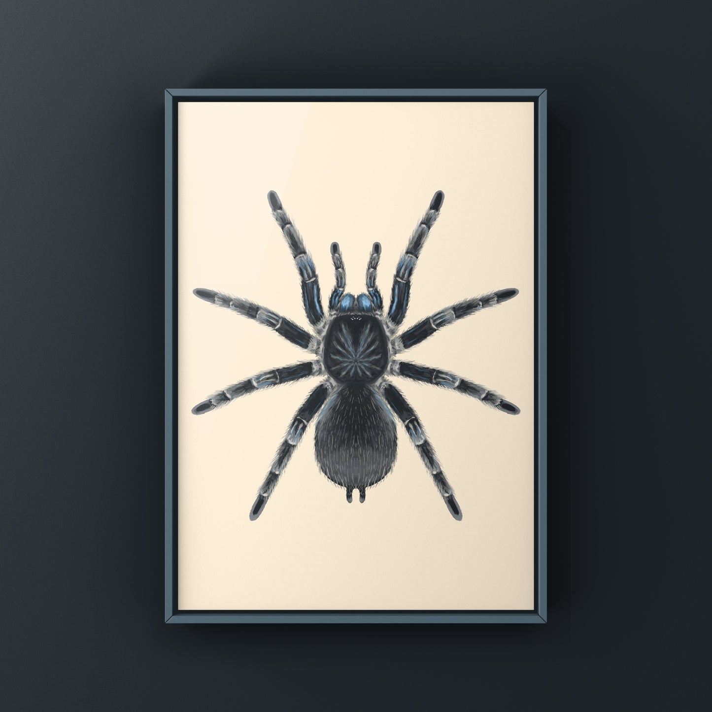 Costa Rican Blue Front Tarantula art print by The Silk Ranch featuring detailed illustration of Aphonopelma burica.