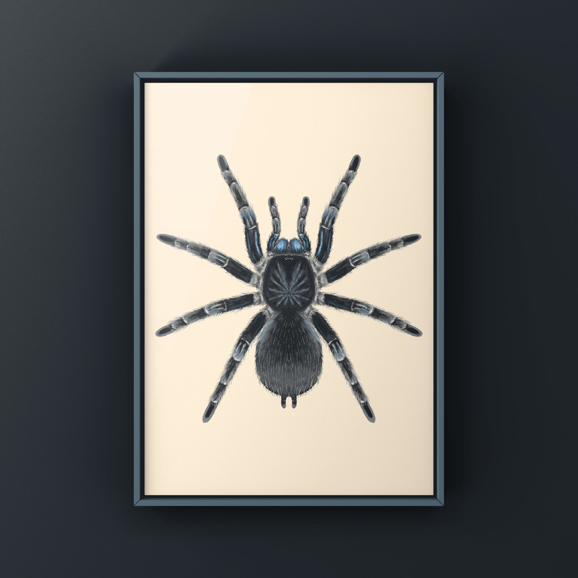 Costa Rican Blue Front Tarantula art print by The Silk Ranch featuring detailed illustration of Aphonopelma burica.