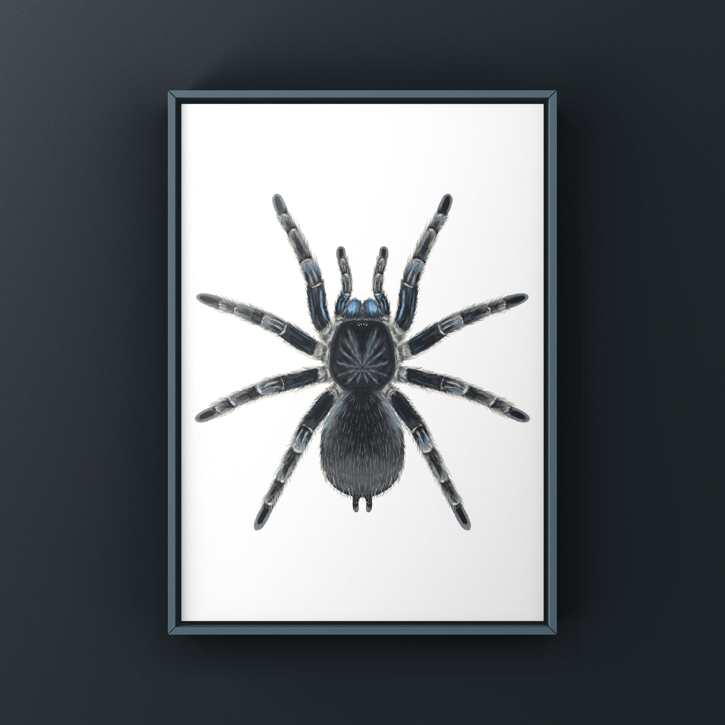 Costa Rican Blue Front Tarantula art print by The Silk Ranch featuring detailed illustration of Aphonopelma burica spider.