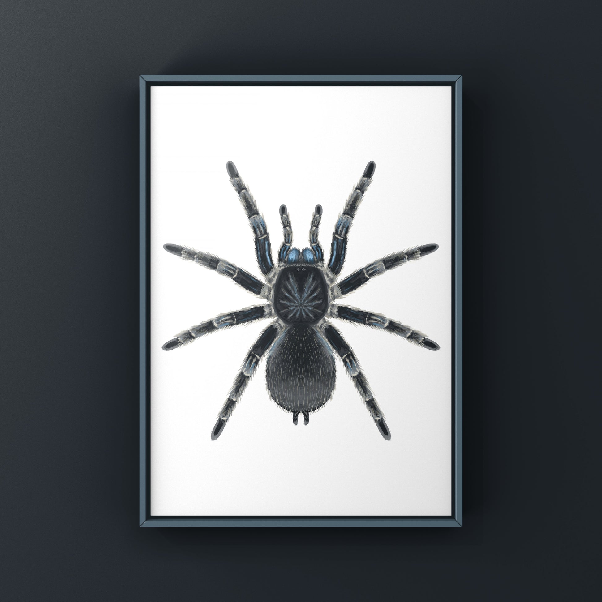 Costa Rican Blue Front Tarantula art print by The Silk Ranch featuring detailed illustration of Aphonopelma burica spider.