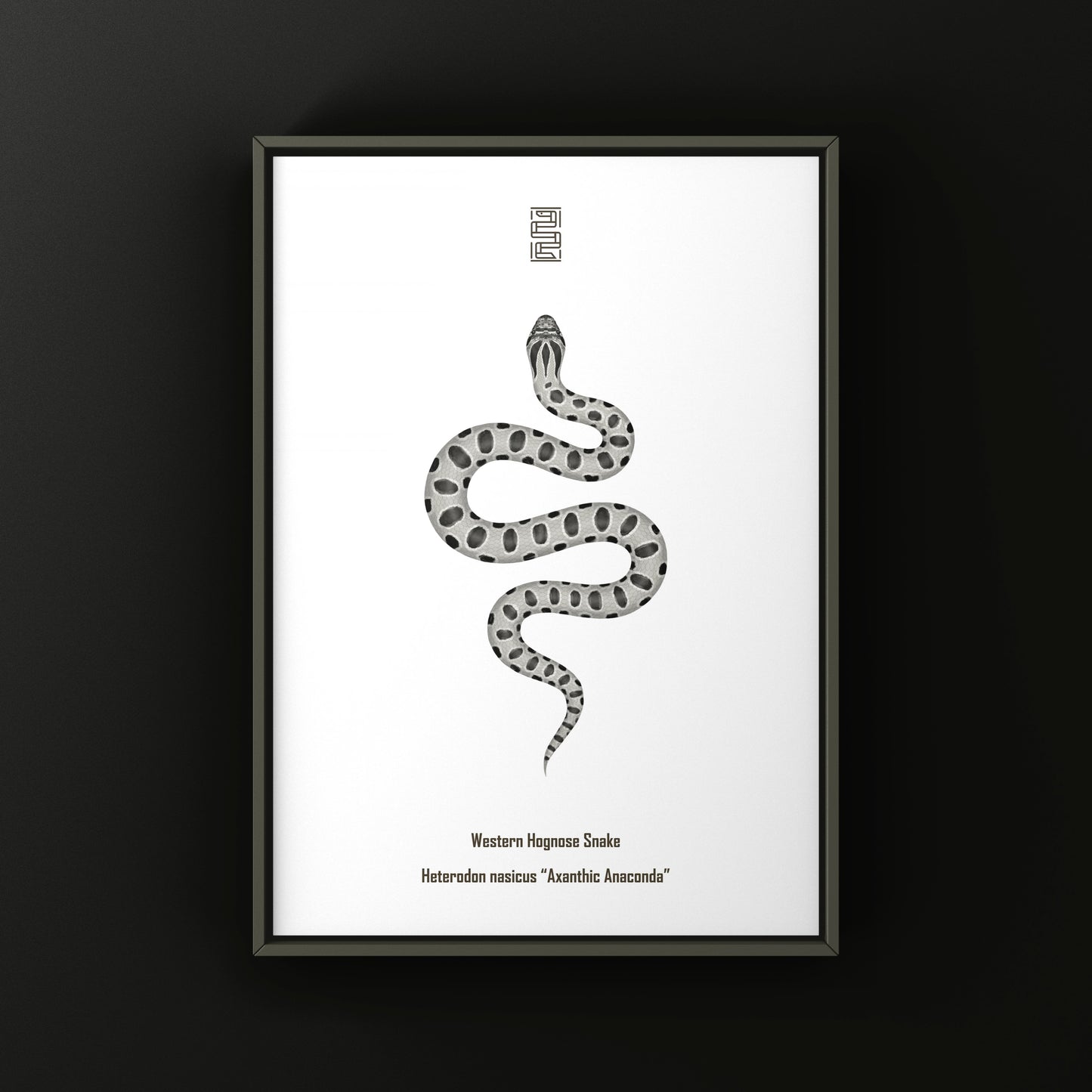 Axanthic Anaconda Western Hognose Snake Art Print (Heterodon nasicus) from The Silk Ranch