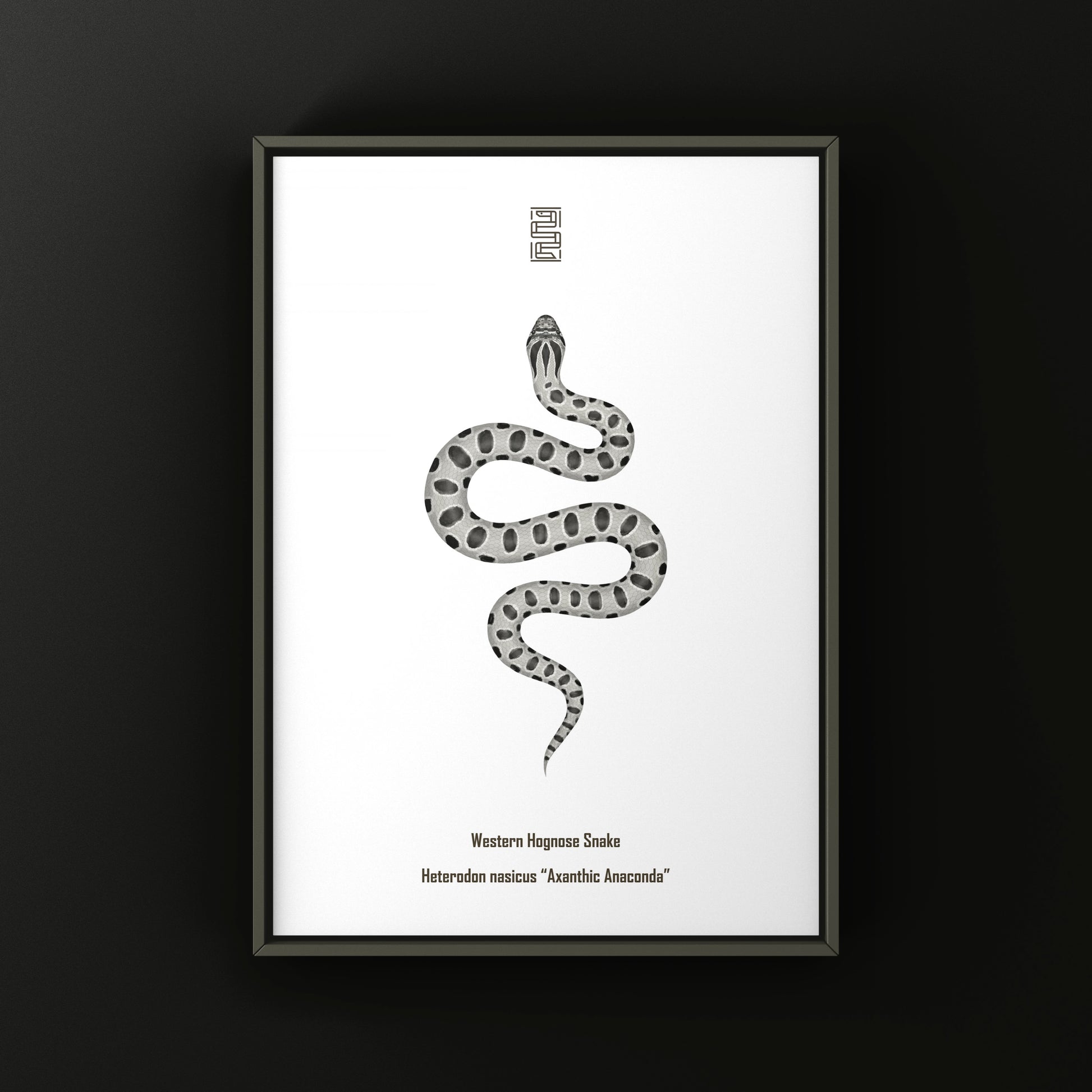 Axanthic Anaconda Western Hognose Snake Art Print (Heterodon nasicus) from The Silk Ranch