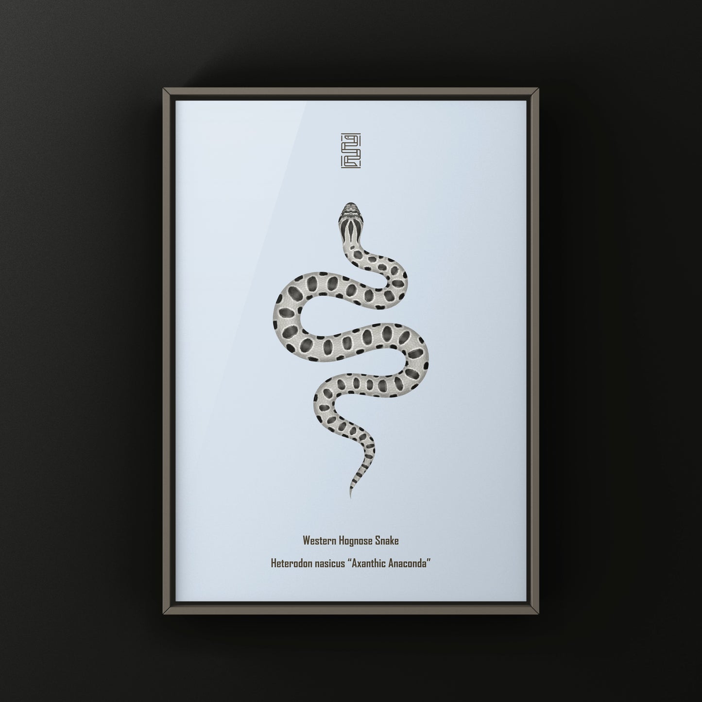 Axanthic Anaconda Western Hognose Snake Art Print (Heterodon nasicus) from The Silk Ranch