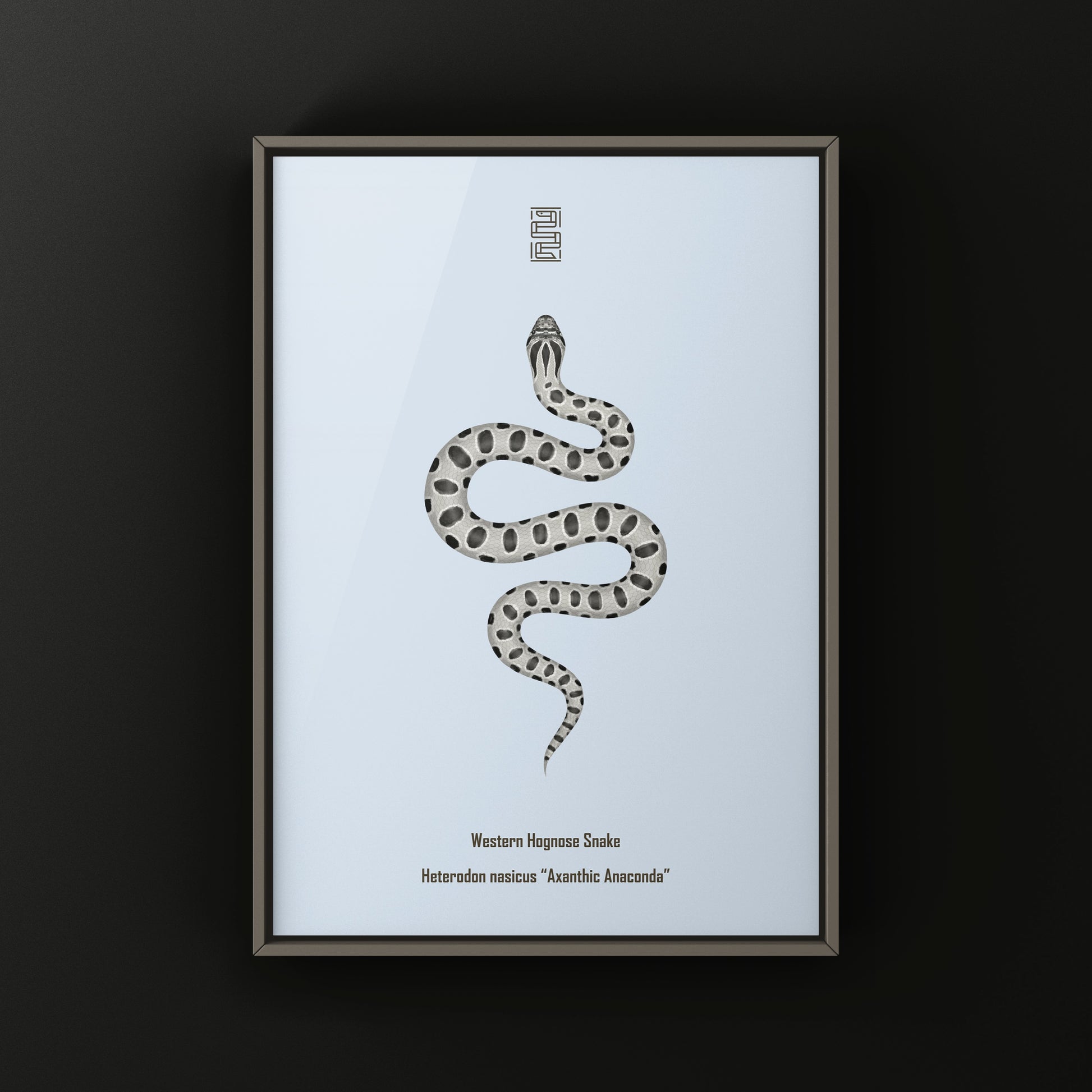 Axanthic Anaconda Western Hognose Snake Art Print (Heterodon nasicus) from The Silk Ranch