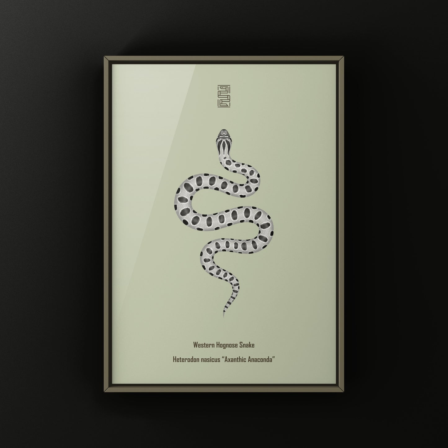 Axanthic Anaconda Western Hognose Snake Art Print (Heterodon nasicus) from The Silk Ranch
