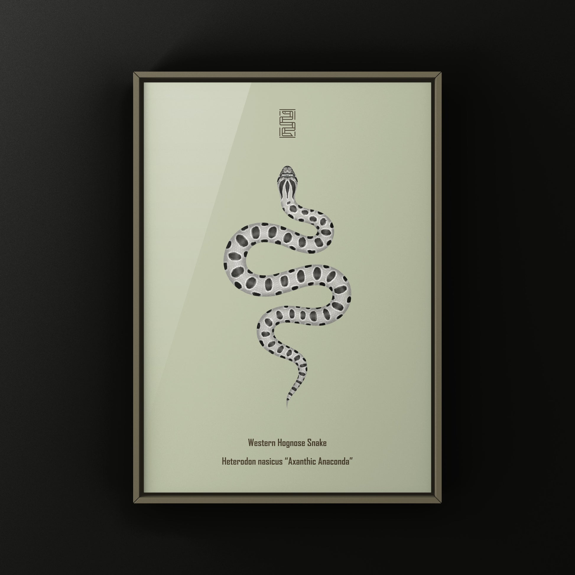 Axanthic Anaconda Western Hognose Snake Art Print (Heterodon nasicus) from The Silk Ranch