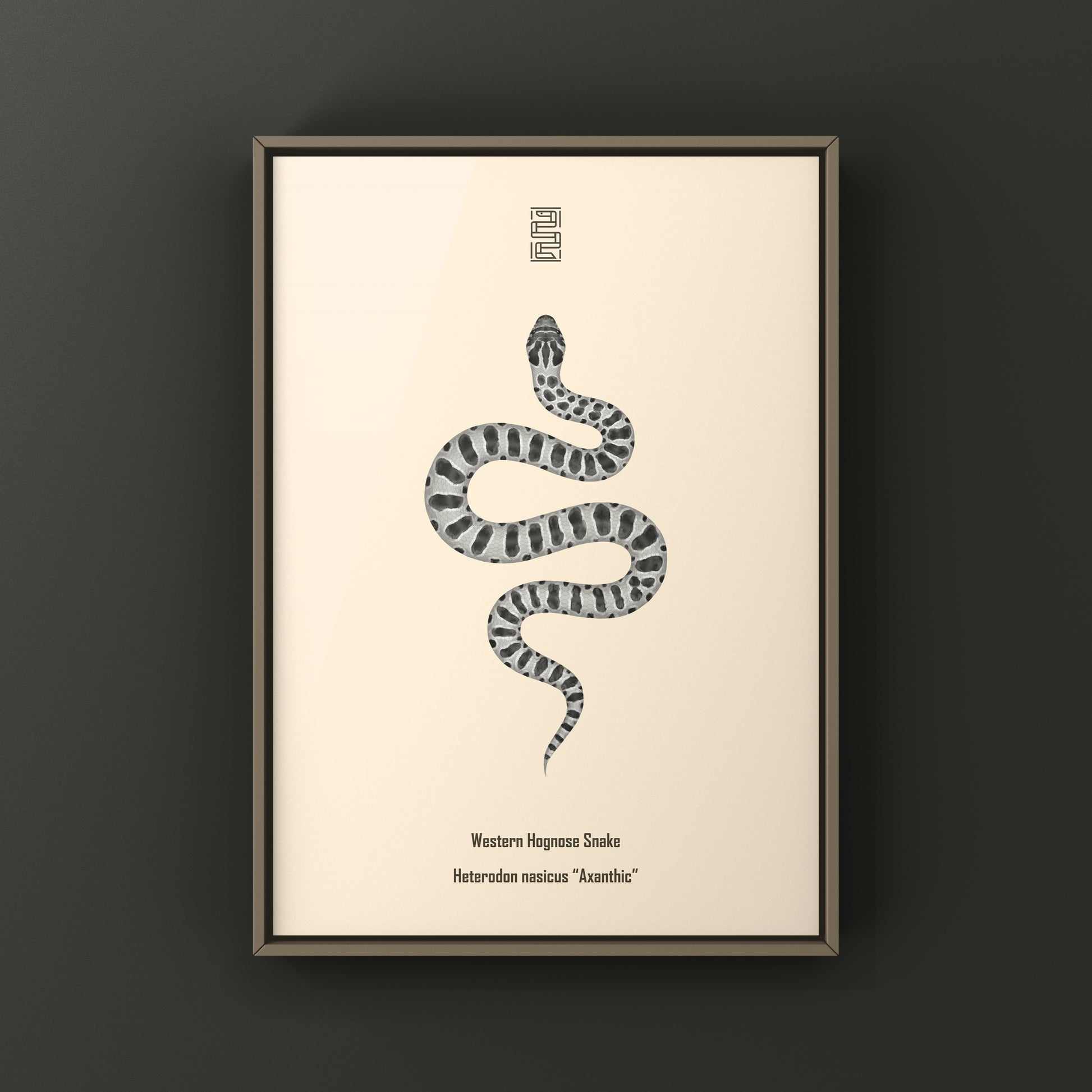 Axanthic Western Hognose Snake Art Print (Heterodon nasicus) from The Silk Ranch