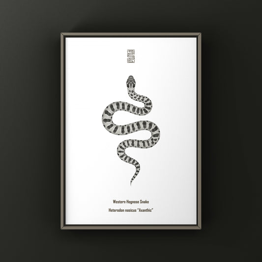 Axanthic Western Hognose Snake Art Print (Heterodon nasicus) from The Silk Ranch