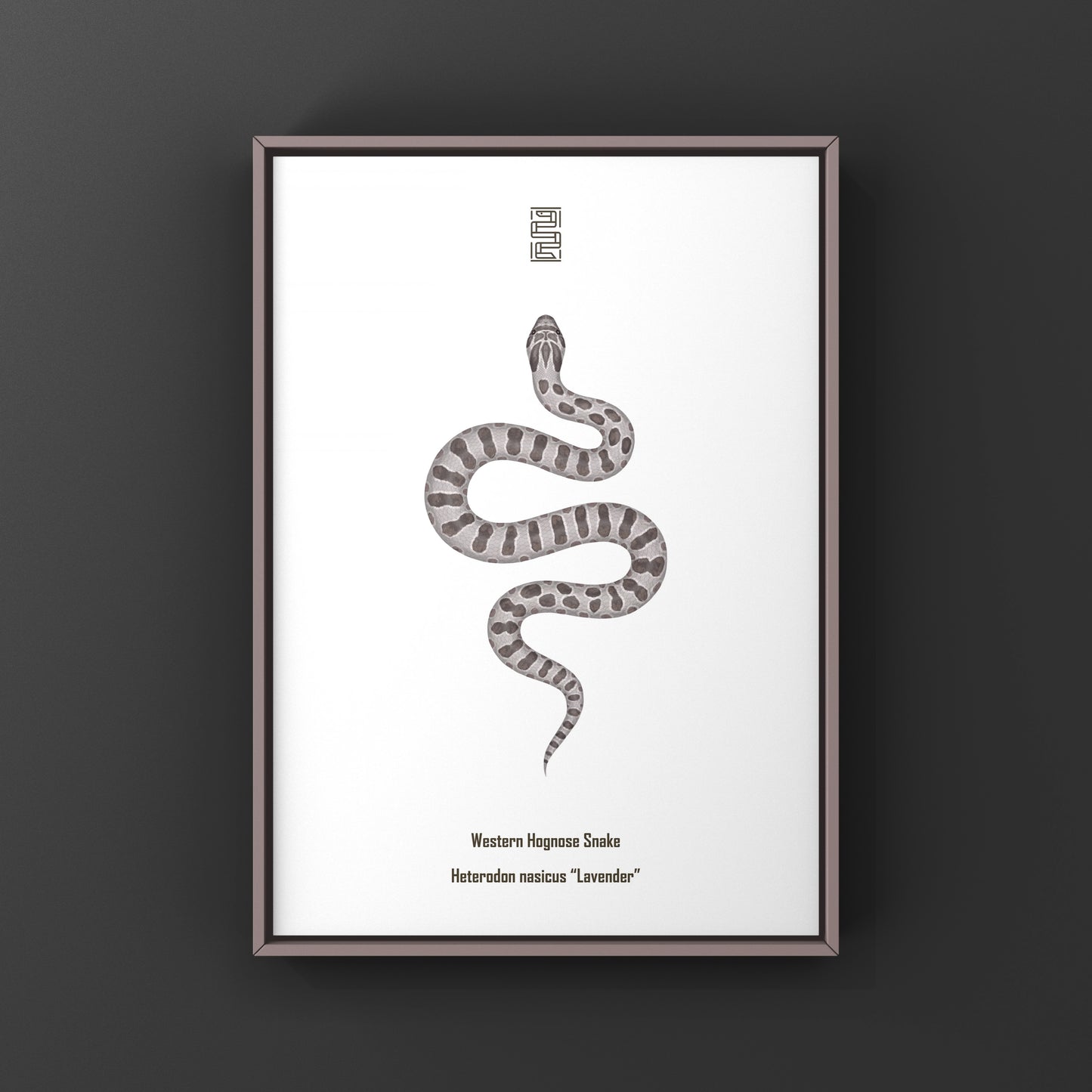 Lavender Western Hognose Snake Art Print (Heterodon nasicus) from The Silk Ranch