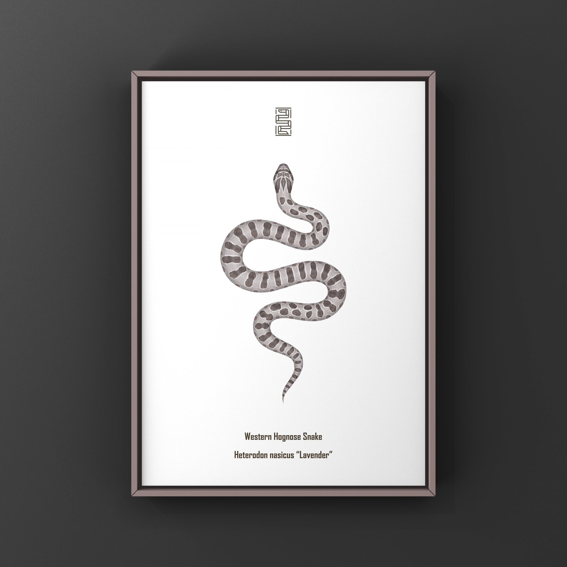 Lavender Western Hognose Snake Art Print (Heterodon nasicus) from The Silk Ranch