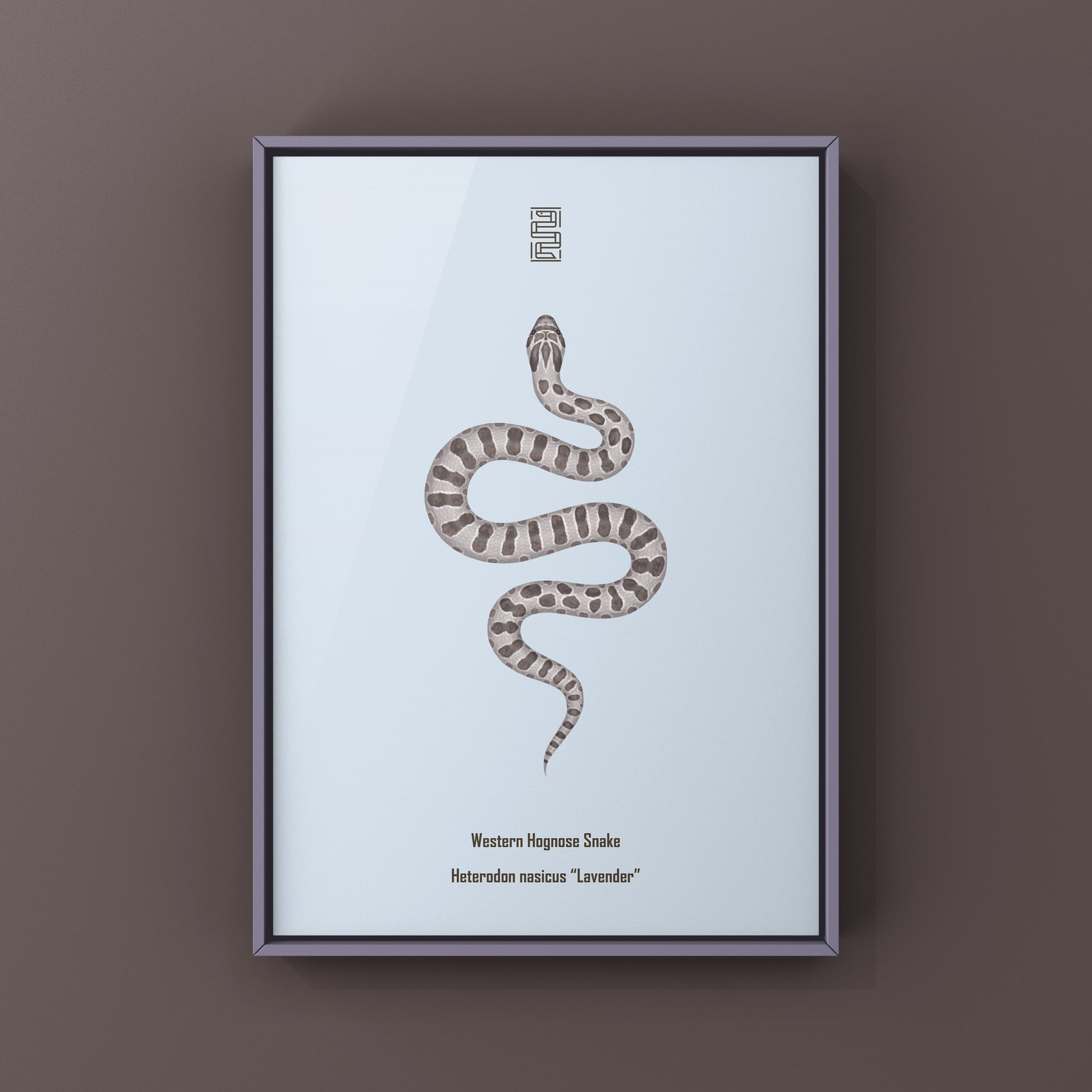 Lavender Western Hognose Snake Art Print (Heterodon nasicus) from The Silk Ranch