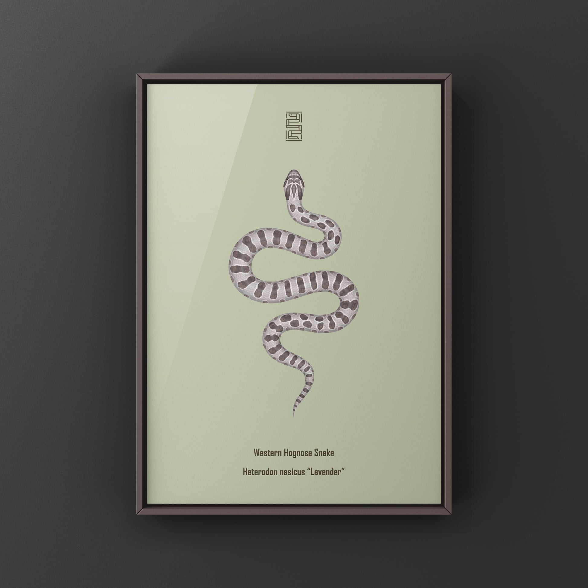 Lavender Western Hognose Snake Art Print (Heterodon nasicus) from The Silk Ranch