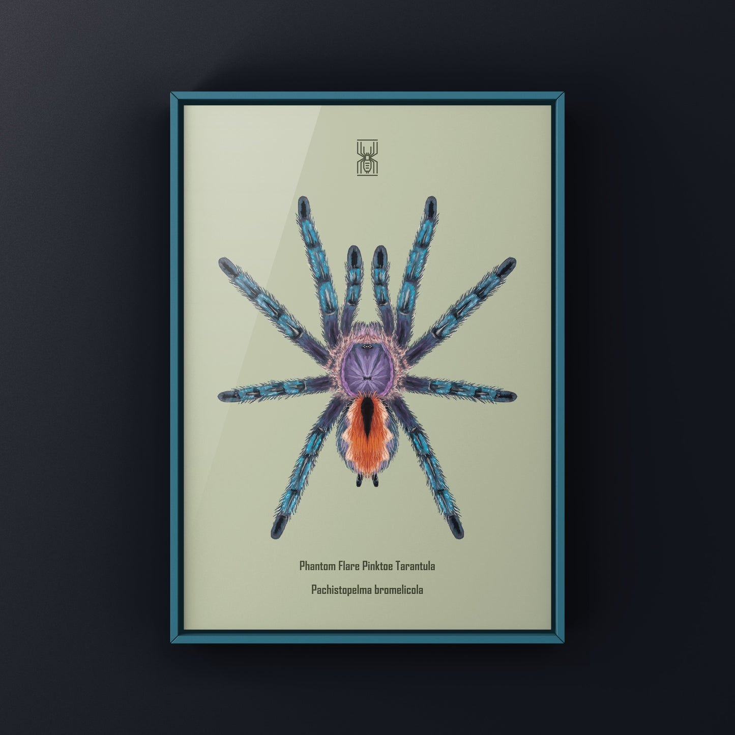 Pinktoe tarantula art print featuring a colorful Phantom Flare Pachistopelma bromelicola by The Silk Ranch