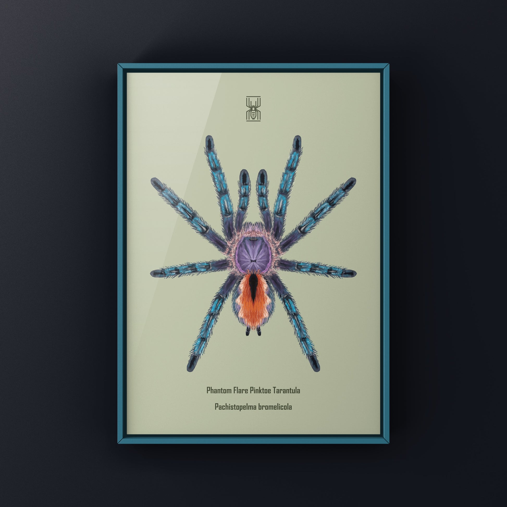 Pinktoe tarantula art print featuring a colorful Phantom Flare Pachistopelma bromelicola by The Silk Ranch