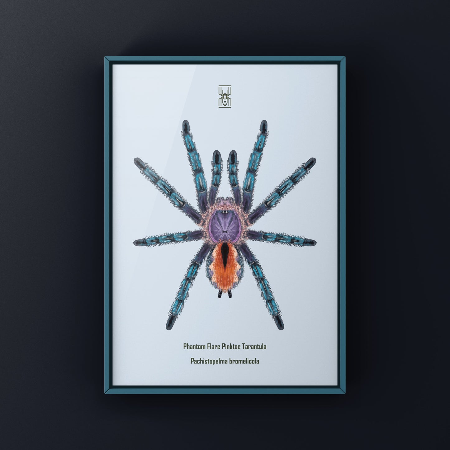 Pinktoe tarantula art print featuring a vibrant image of Pachistopelma bromelicola from The Silk Ranch, suitable for arachnid enthusiasts.