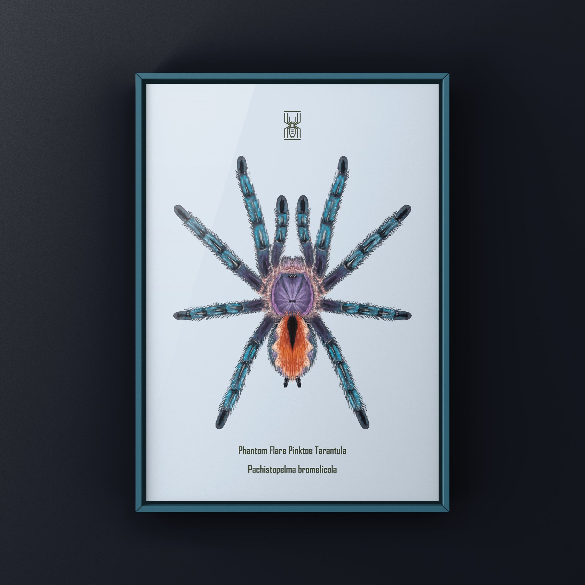 Pinktoe tarantula art print featuring a vibrant image of Pachistopelma bromelicola from The Silk Ranch, suitable for arachnid enthusiasts.
