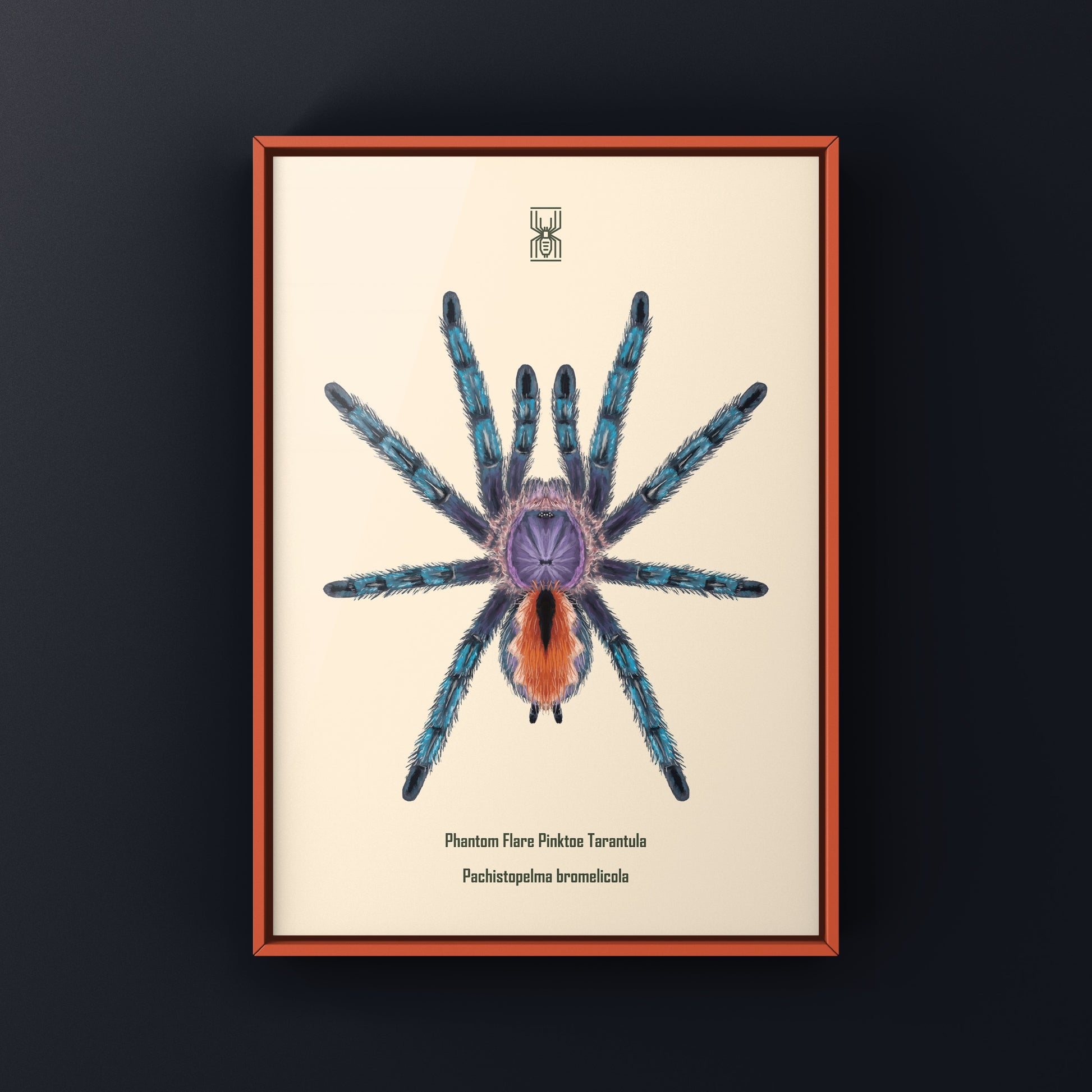 Pinktoe tarantula art print featuring Pachistopelma bromelicola by The Silk Ranch, showcasing detailed illustration of the spider.