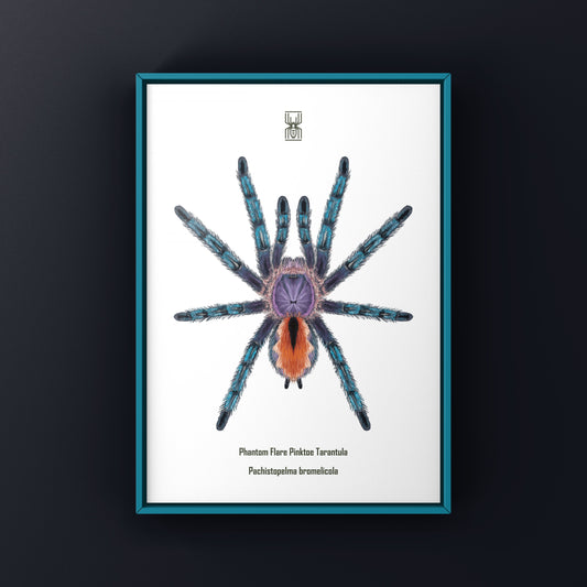 Phantom Flare Pinktoe Tarantula Art Print (Pachistopelma bromelicola) from The Silk Ranch