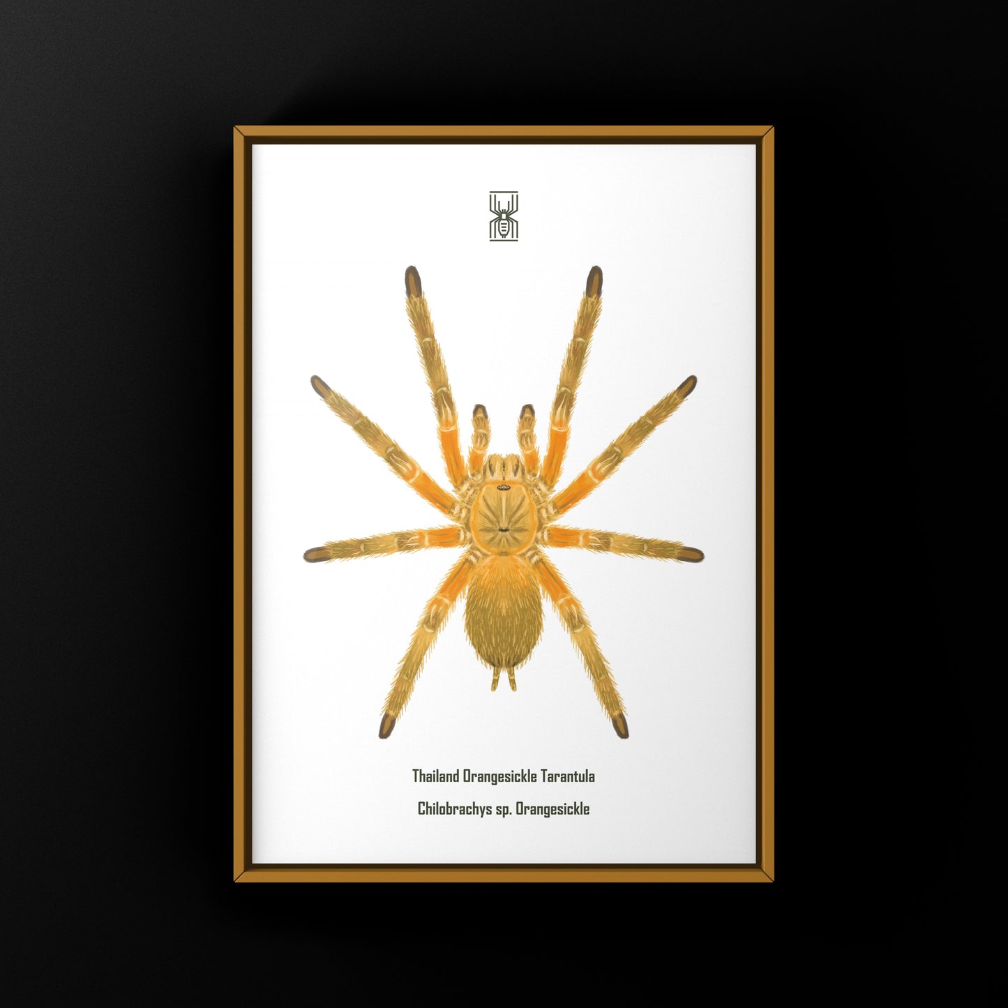 Thailand Orangesickle Tarantula art print by The Silk Ranch showing detailed illustration of Chilobrachys sp. Orangesickle spider.
