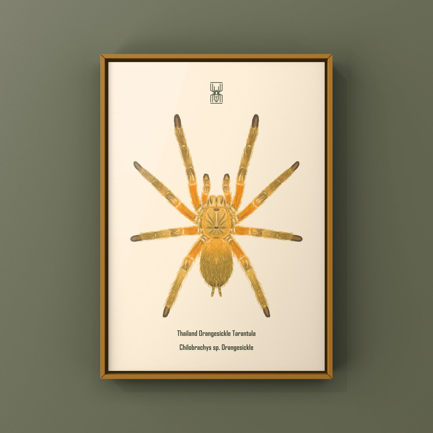 Colorful art print of a Thailand Orangesickle tarantula (Chilobrachys sp.) by The Silk Ranch, showcasing detailed spider illustration.