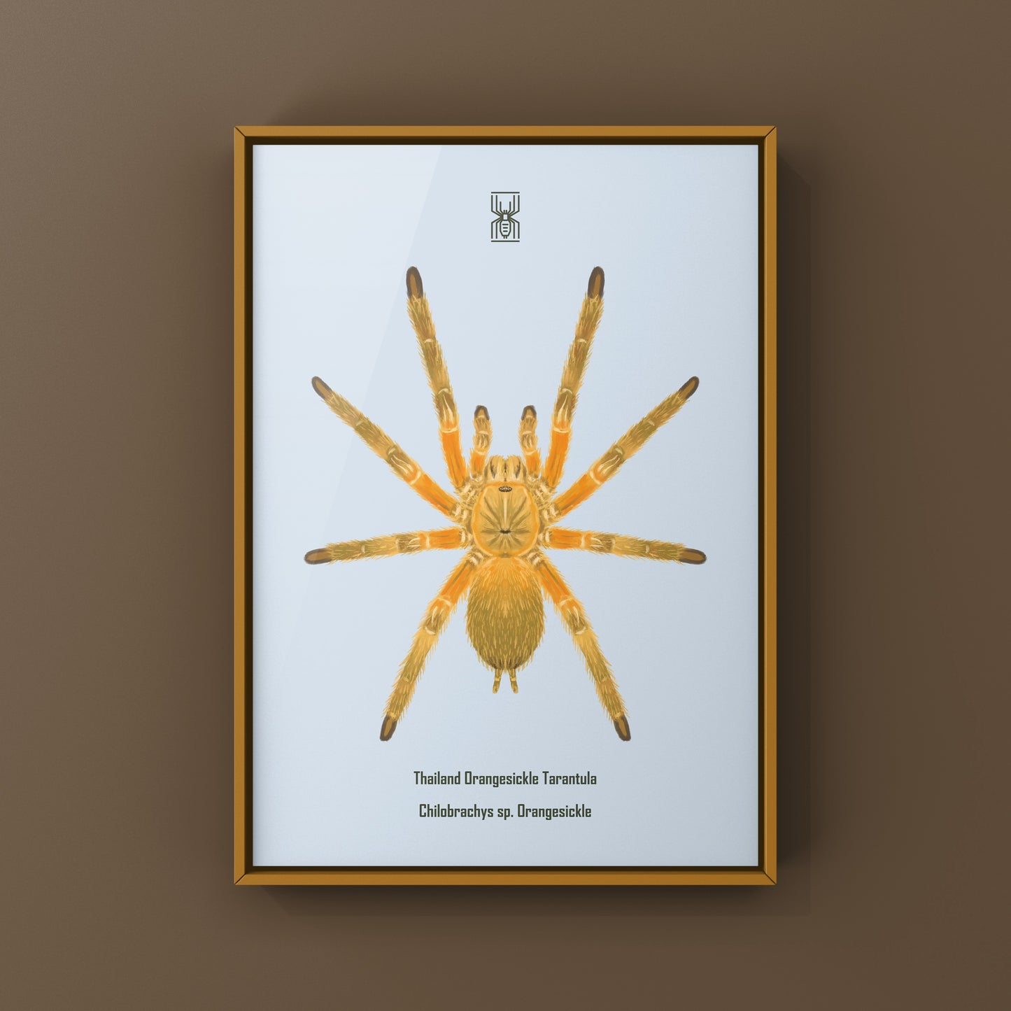 Thailand Orangesickle Tarantula art print by The Silk Ranch showing detailed, colorful spider illustration on textured paper.