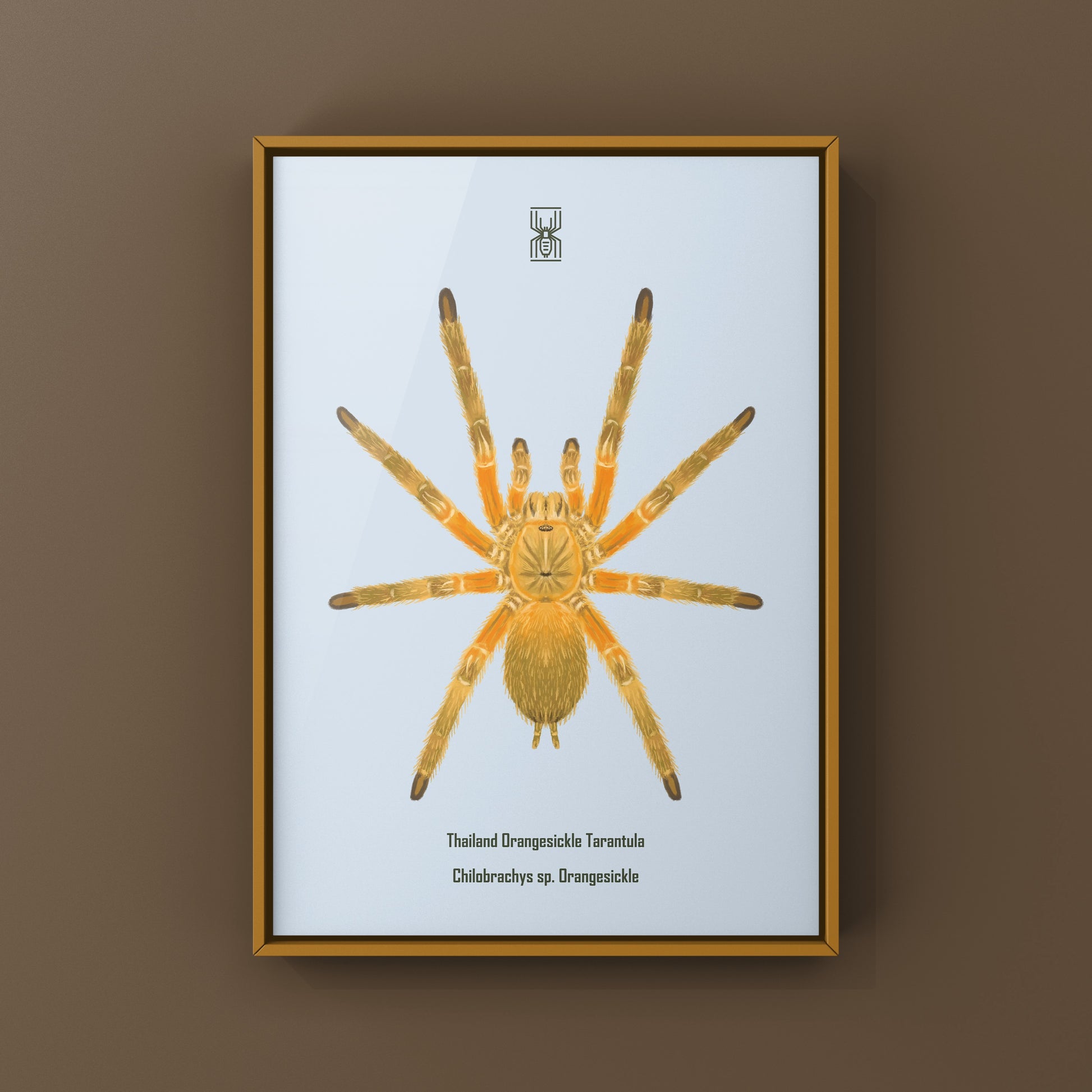 Thailand Orangesickle Tarantula art print by The Silk Ranch showing detailed, colorful spider illustration on textured paper.