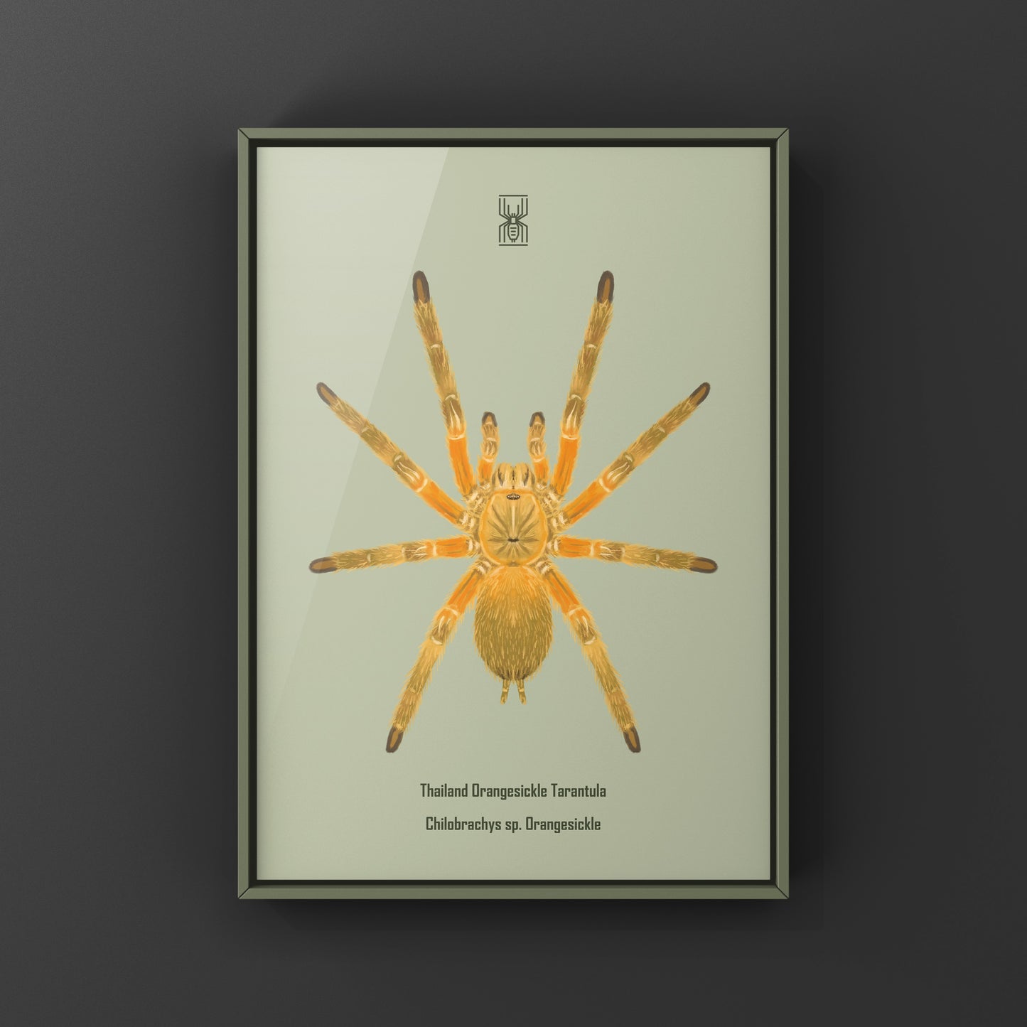Thailand Orangesickle Tarantula art print featuring a detailed illustration of Chilobrachys sp. Orangesickle, by The Silk Ranch.