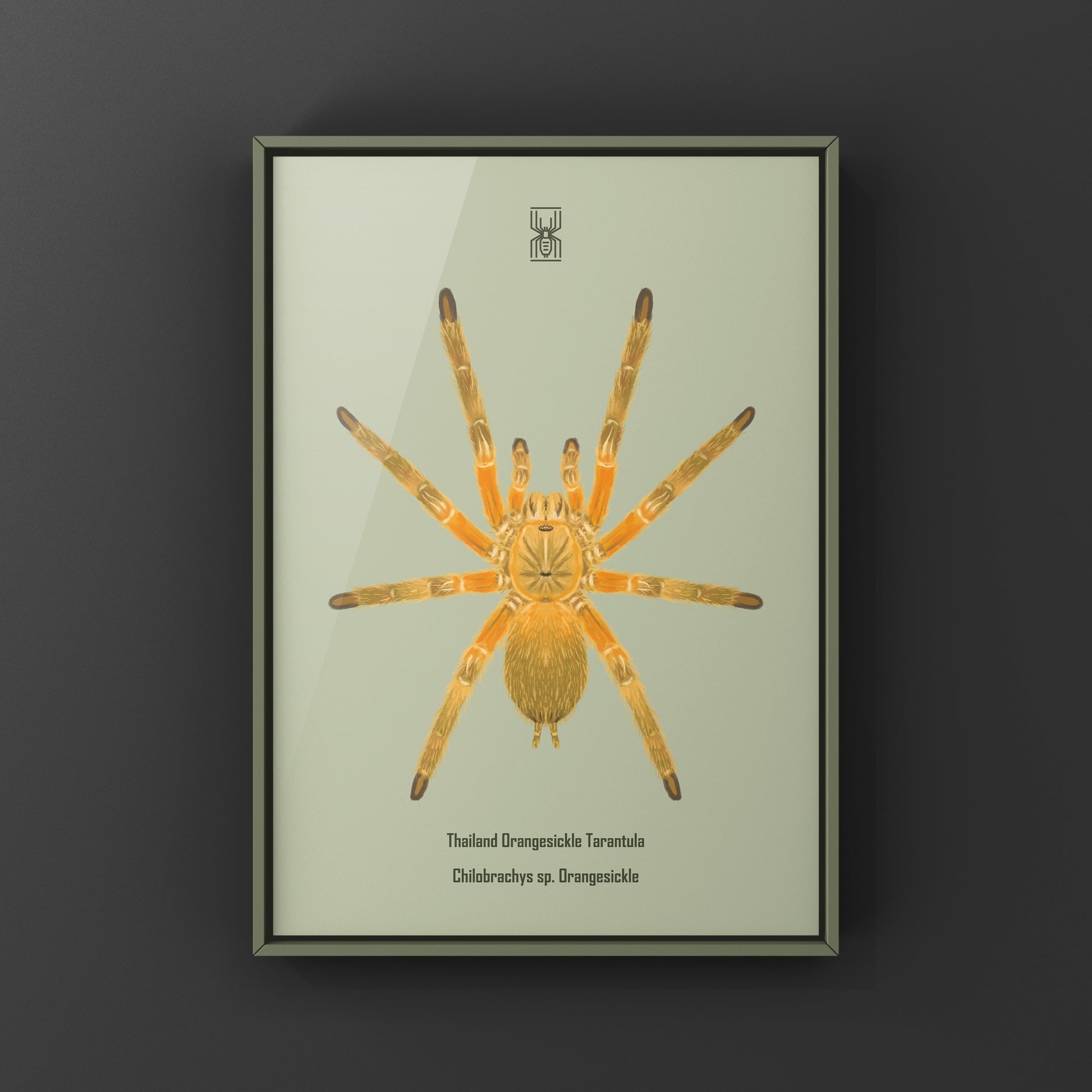Thailand Orangesickle Tarantula art print featuring a detailed illustration of Chilobrachys sp. Orangesickle, by The Silk Ranch.
