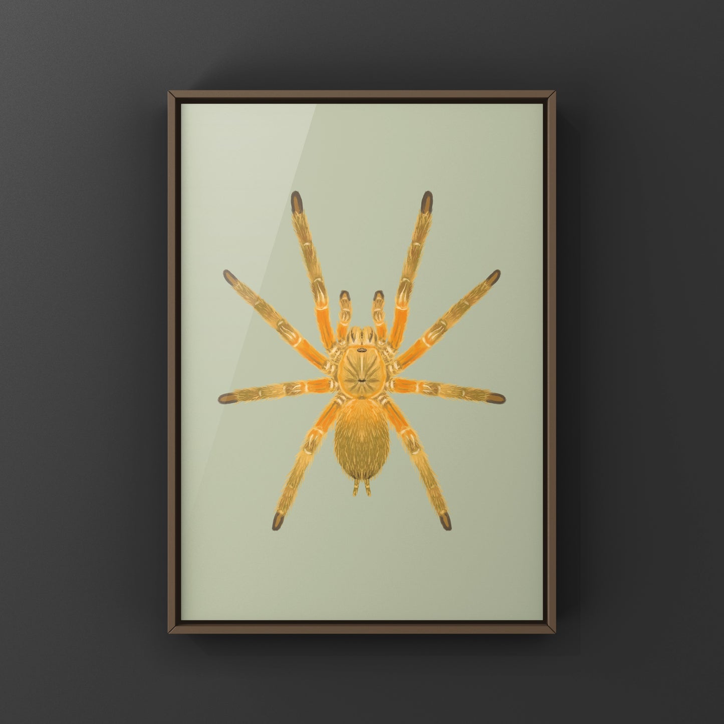 Thailand Orangesickle Tarantula art print by The Silk Ranch showcasing detailed Chilobrachys sp. Orangesickle spider artwork.