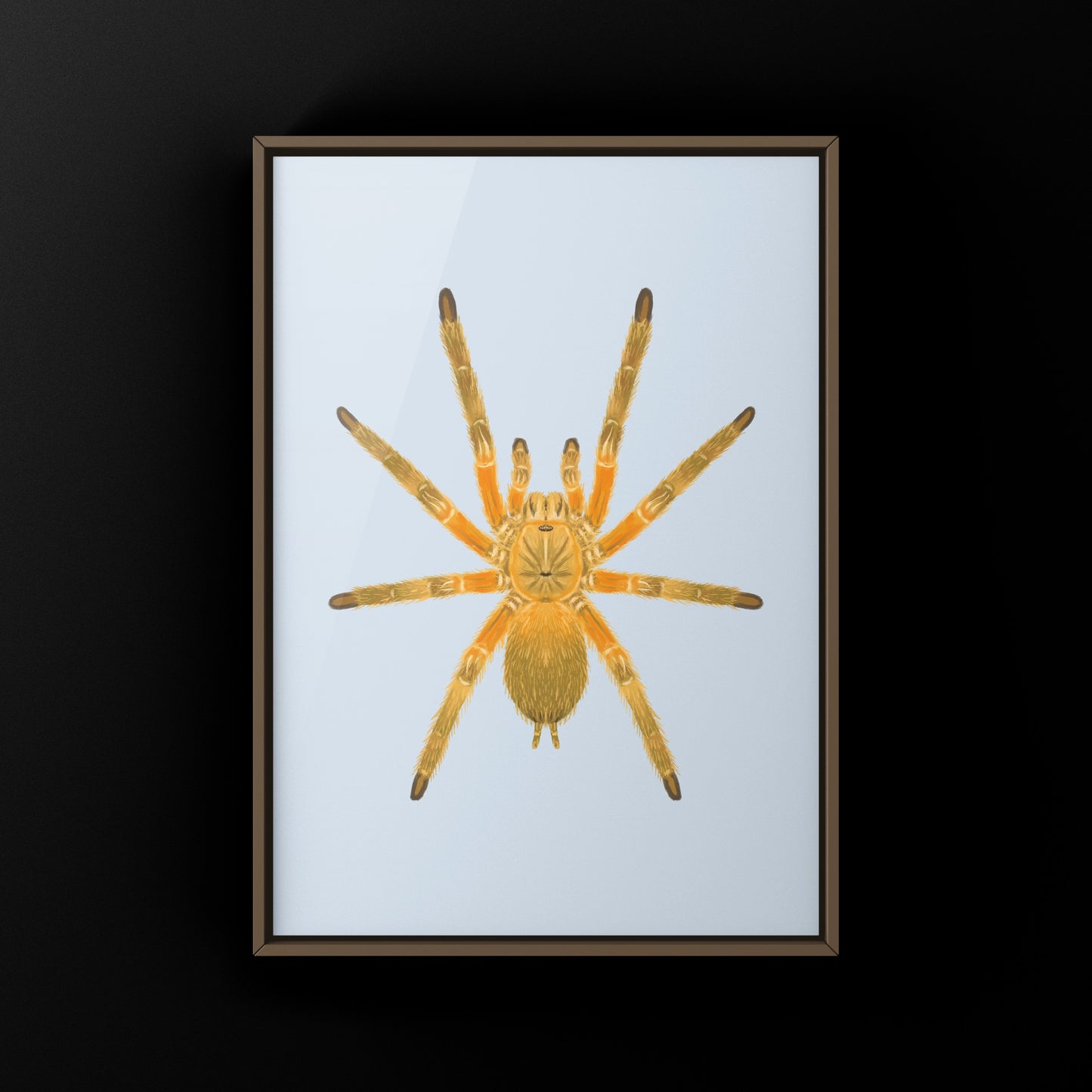 Thailand Orangesickle Tarantula art print by The Silk Ranch showcasing detailed illustration of Chilobrachys sp. Orangesickle tarantula.
