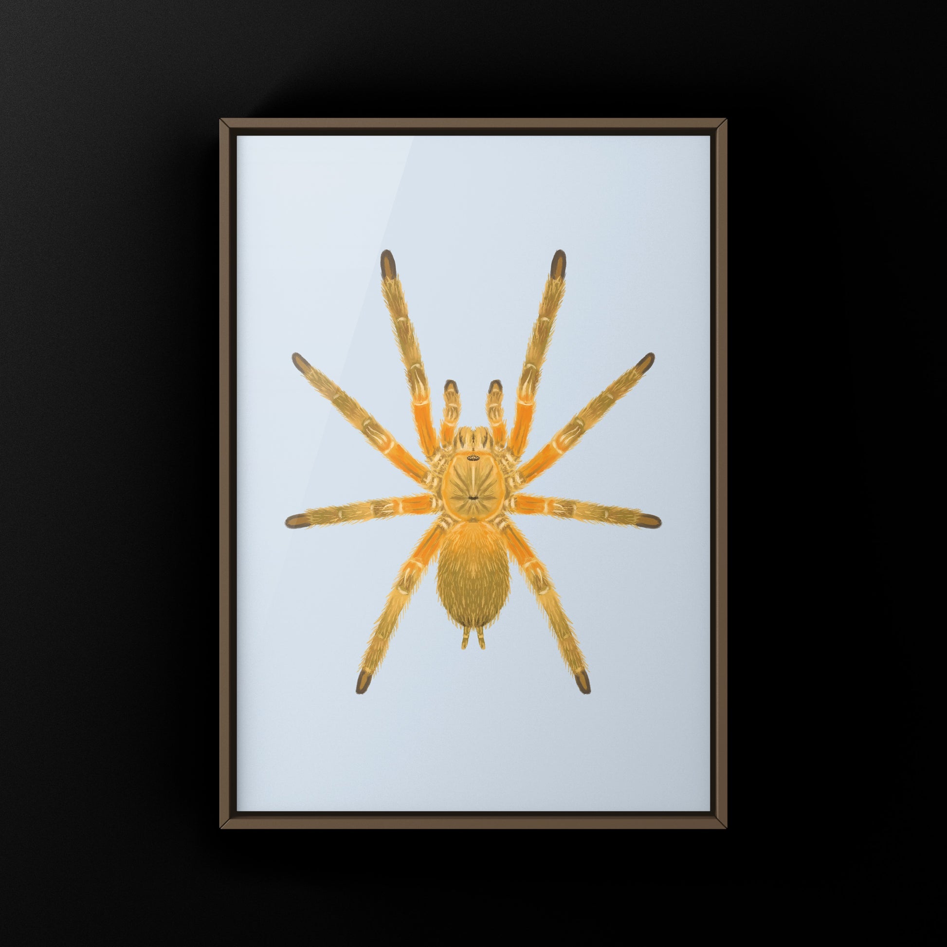 Thailand Orangesickle Tarantula art print by The Silk Ranch showcasing detailed illustration of Chilobrachys sp. Orangesickle tarantula.