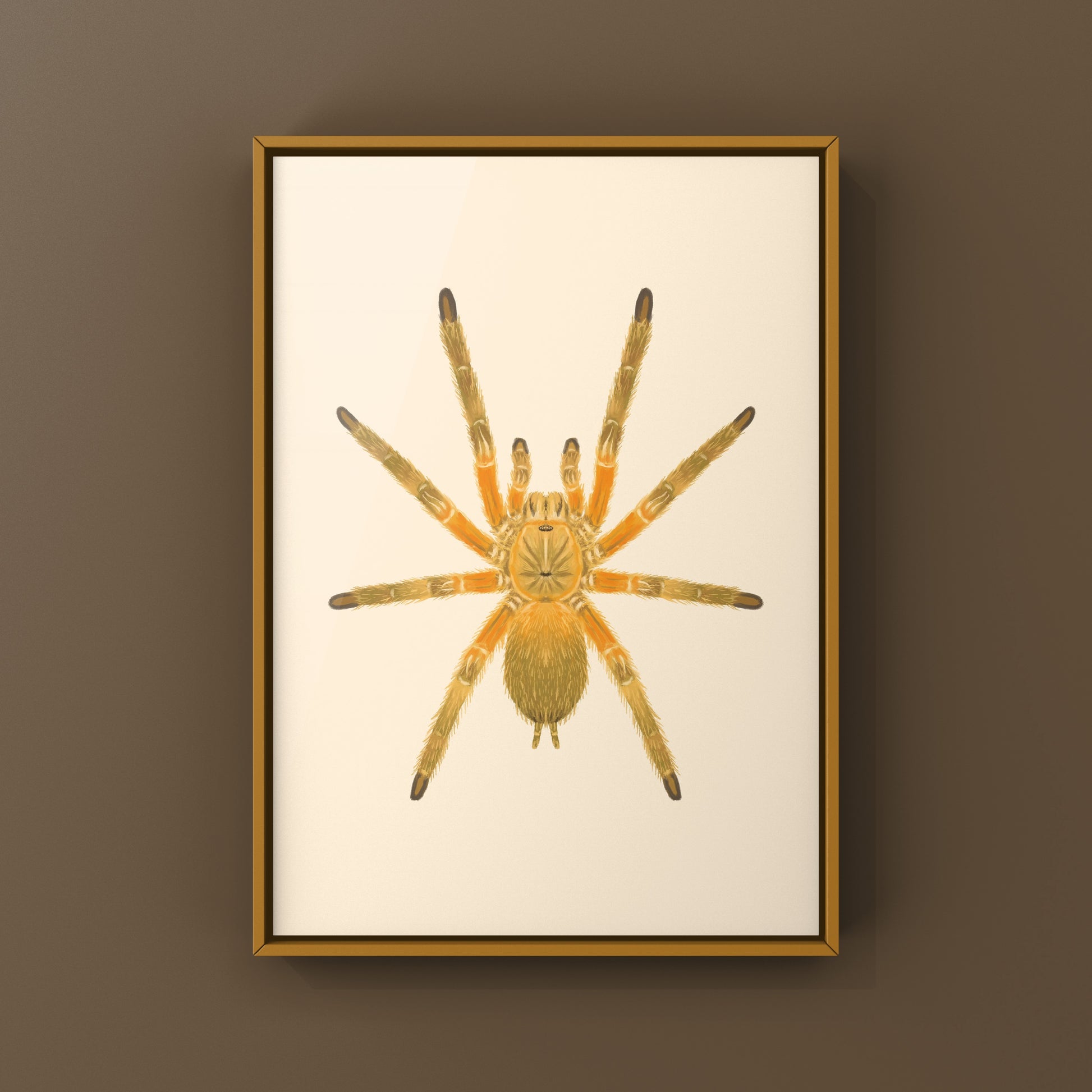 Thailand Orangesickle Tarantula art print by The Silk Ranch featuring detailed illustration of Chilobrachys sp. Orangesickle tarantula.